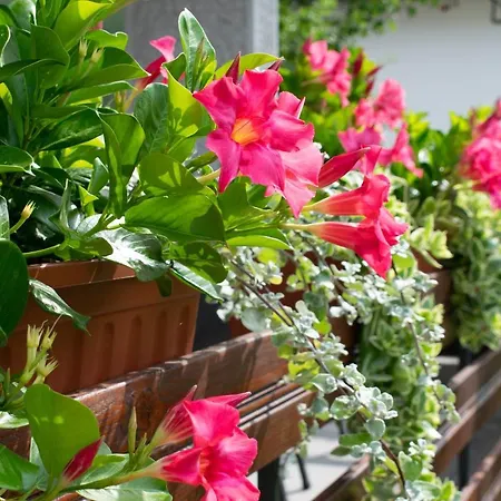 Appartamento Apartma Bolero