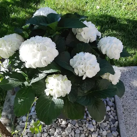 Apartma Bolero * Tolmin