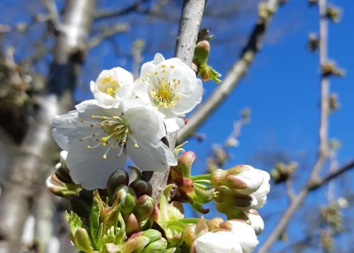 Apartma Bolero 公寓