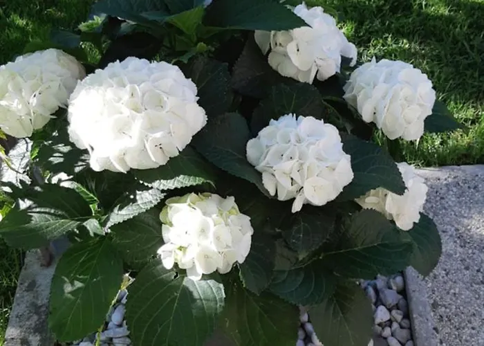 Apartma Bolero * 托尔明